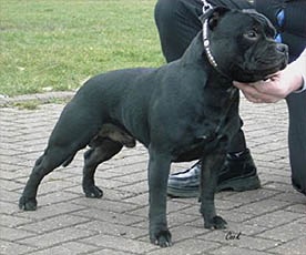 Az elmúlt 10 évben ismert külföldi óvodák - orosz portál Staffordshire Bull Terrier