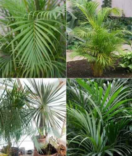 Cunoașterea numelui palmierilor va ajuta la îngrijirea corespunzătoare a acestora
