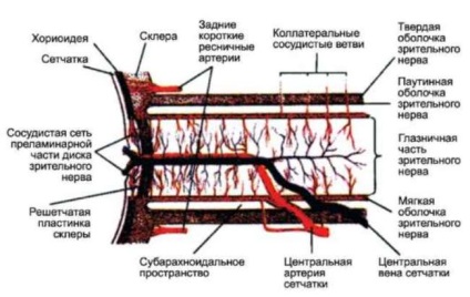 Structura și funcția nervului optic