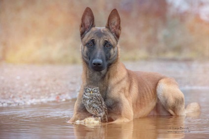 10 Amuzant incredibil de fotografii despre prietenia unei bufnițe și a unui câine