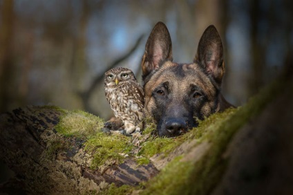 10 Amuzant incredibil de fotografii despre prietenia unei bufnițe și a unui câine