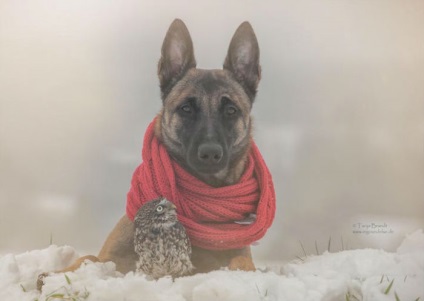 10 Amuzant incredibil de fotografii despre prietenia unei bufnițe și a unui câine