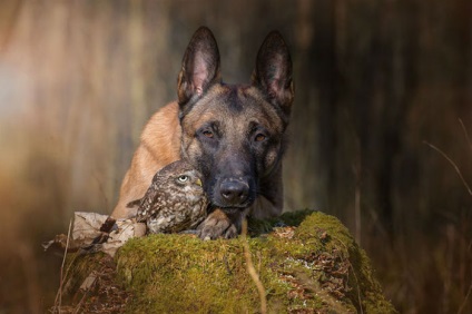 10 Amuzant incredibil de fotografii despre prietenia unei bufnițe și a unui câine