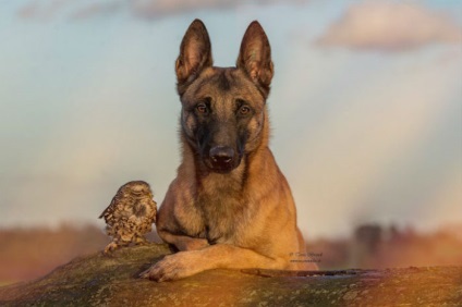 10 Amuzant incredibil de fotografii despre prietenia unei bufnițe și a unui câine
