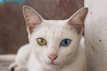 10 Cele mai corecte rase de pisici, portal de divertisment