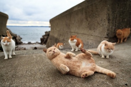 10 Furcsa helyek, amelyek a macskák emberi imádatának köszönhetően jelentek meg