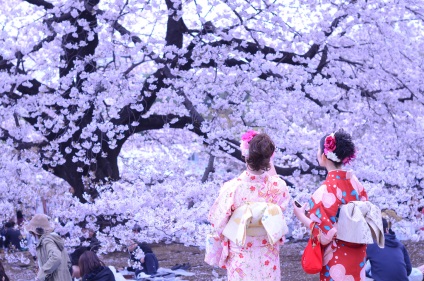 5 Érdekes tények Sakura Blossom-ról
