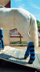 5 moduri de încărcare a unui cal în cal