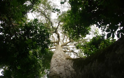 Abash este un copac african