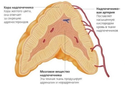 Adrenalină - alergată; norepinefrină - atac; fără cortizol