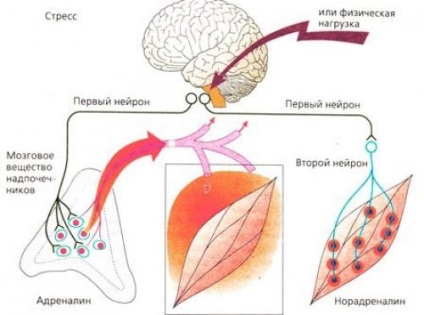 Adrenalină - alergată; norepinefrină - atac; fără cortizol