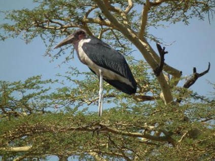 Marabou din Africa