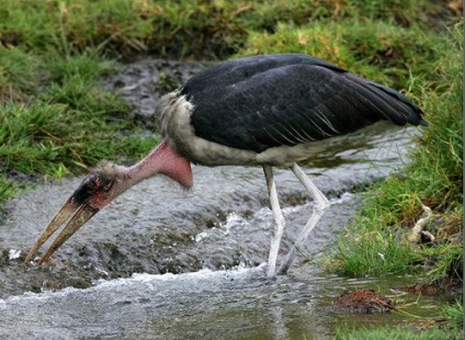 Marabou din Africa