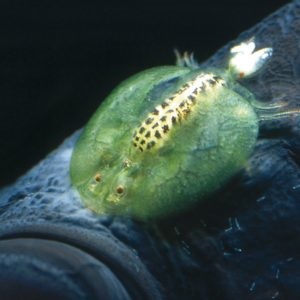 Parazitii acarieni apar și cum să se ocupe de acestea - becuri cu bulb
