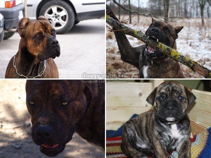 Alano-spaniola Bulldog rasa descriere, fotografie și preț