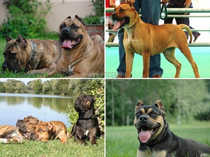 Alano-spaniola Bulldog rasa descriere, fotografie și preț