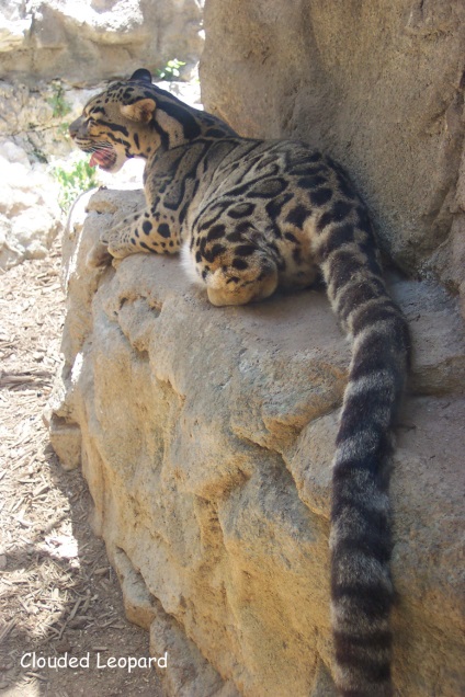 Anastgal, leoparzi fumatori (o serie de specii rare)