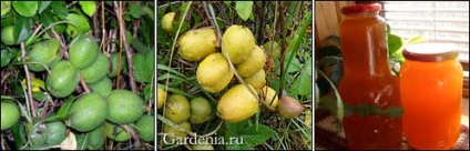 Quince cultivare japoneză, reproducere, utilizare