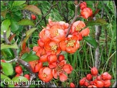 Quince cultivare japoneză, reproducere, utilizare