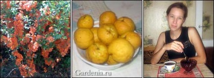 Quince cultivare japoneză, reproducere, utilizare