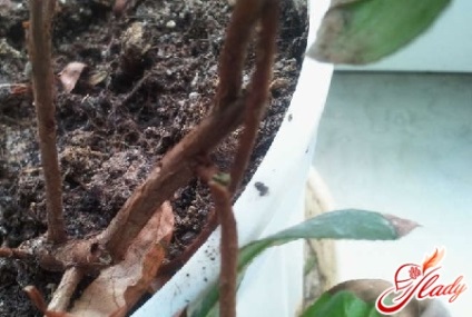 Azalea reprodukálása és a dísznövények átültetése