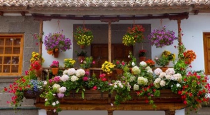 Imagini cu flori de la balcon și nume de specii populare pentru fotografia de pe partea nordică și însorită