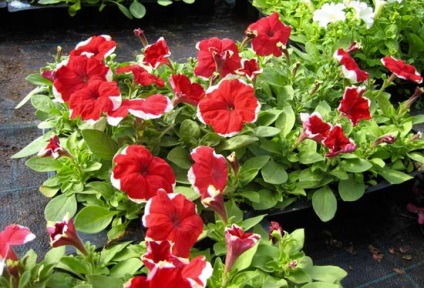 Erkély virágok fotó és nevét a népszerű fajok az északi és a napsütéses oldalsó fotó