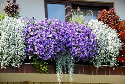 Imagini cu flori de la balcon și nume de specii populare pentru fotografia de pe partea nordică și însorită