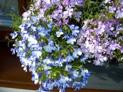 Imagini cu flori de la balcon și nume de specii populare pentru fotografia de pe partea nordică și însorită