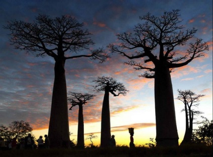 Baobab, fapte interesante și fotografii, pe drum!