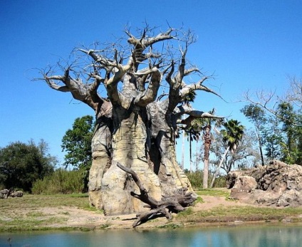Baobab, fapte interesante și fotografii, pe drum!