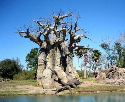 Baobab, érdekes tények és fotók, az úton!