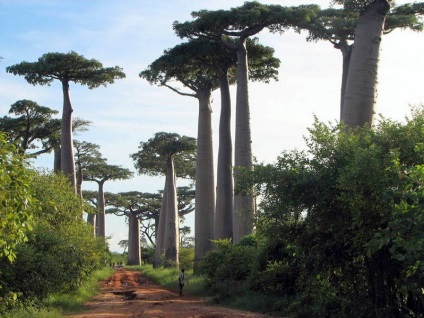Baobab, fapte interesante și fotografii, pe drum!