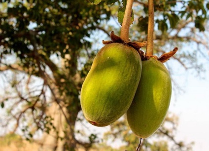 Baobab, érdekes tények és fotók, az úton!