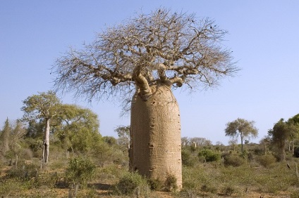 Baobab, érdekes tények és fotók, az úton!