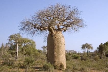 Baobab, fapte interesante și fotografii, pe drum!