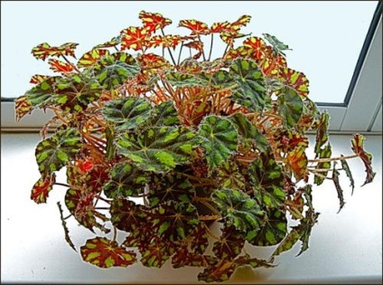 Caracteristicile Begonia tiger ale îngrijirii, reproducerii, controlului dăunătorilor