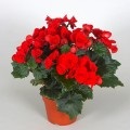 Begonia tigru îngrijire, reproducere