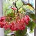 Begonia tigru îngrijire, reproducere