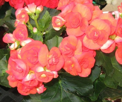 Begonia tigris gondozás, reprodukció