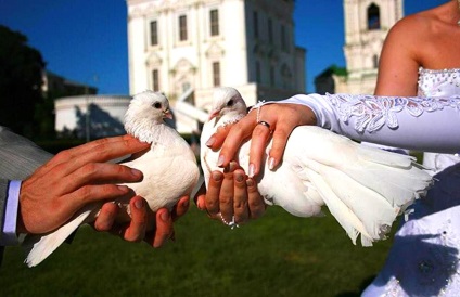 Porumbeii albi la nunta, cel mai mare forum pentru fermierii de pasari, toate despre cresterea si pastrarea casei