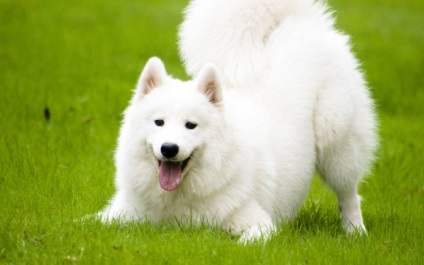 Albă de zăpadă Samoyed Laika