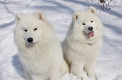 Albă de zăpadă Samoyed Laika