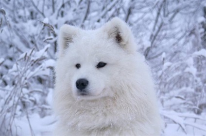 Albă de zăpadă Samoyed Laika