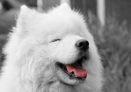 Albă de zăpadă Samoyed Laika