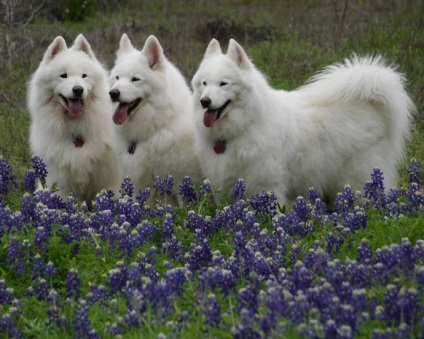 Albă de zăpadă Samoyed Laika