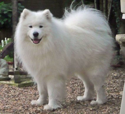 Albă de zăpadă Samoyed Laika