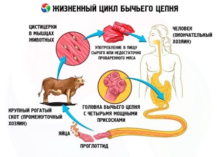 Bovine Chain este ciclul de viață al dezvoltării și structurii, lungimea și dimensiunea, gazda intermediară și principală