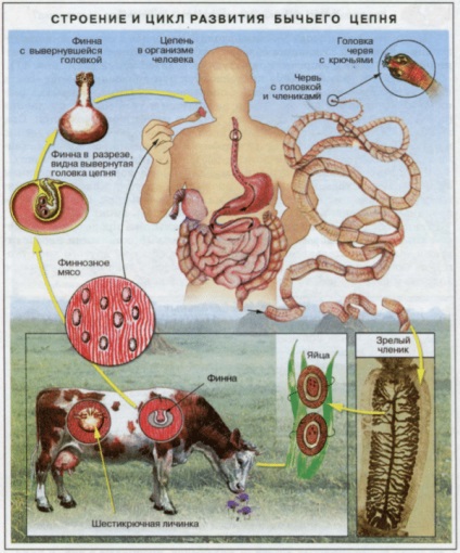 Bovine Chain este ciclul de viață al dezvoltării și structurii, lungimea și dimensiunea, gazda intermediară și principală