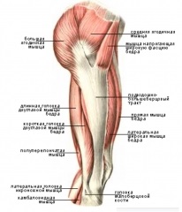 Biceps (dublu-cap) mușchi coapsei